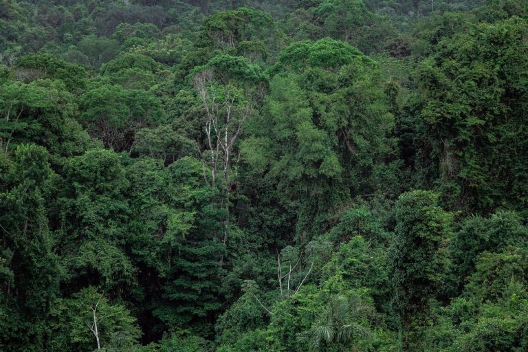 Vista aérea de uma floresta tropical densa e verde na Amazônia